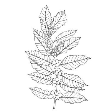 Taze kahve çekirdekli sade kahve ağacı dalı çizim yapıyor..