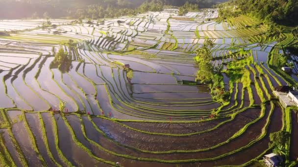 Imágenes Aéreas Del Dron Jatiluwih Rice Terrazas Bali Indonesia — Vídeo de stock