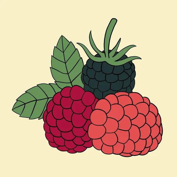 Doodle Esboço Mão Livre Esboço Desenho Framboesa Fruta — Vetor de Stock