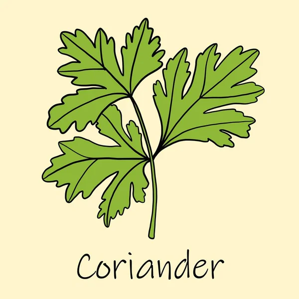 Doodle Freehand Sketch Drawing Coriander — Stock Vector