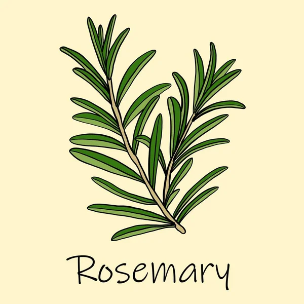 Doodle Freehand Sketch Drawing Rosemary — Stock Vector