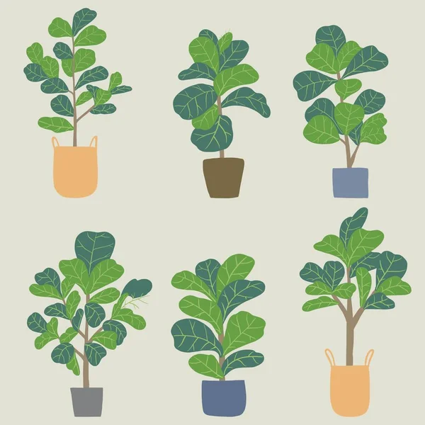 Doodle freehand sketch drawing of fiddle leaf fig tree collection. — Stock Illustration Doodle Freehand Sketch Drawing Fiddle Leaf Fig Tree Collection Vector Graphics