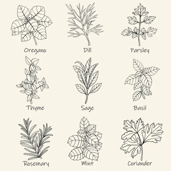 Doodle Szabadkézi Vázlat Rajz Kulináris Gyógynövények — Stock Vector