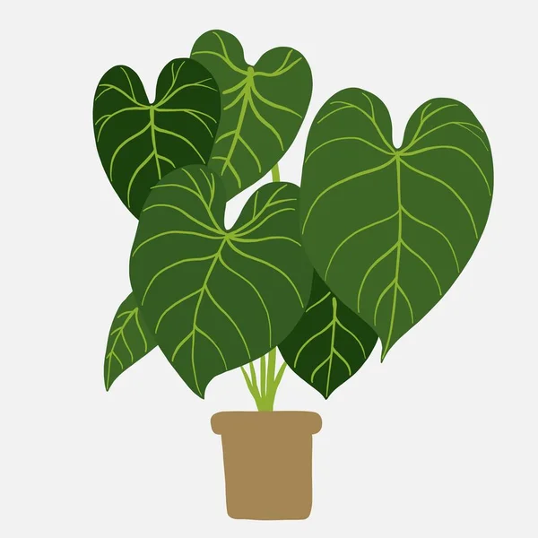 Semplicità Philodendron Gloriosum Pianta Appartamento Semplicità Disegno Mano Libera Design — Vettoriale Stock