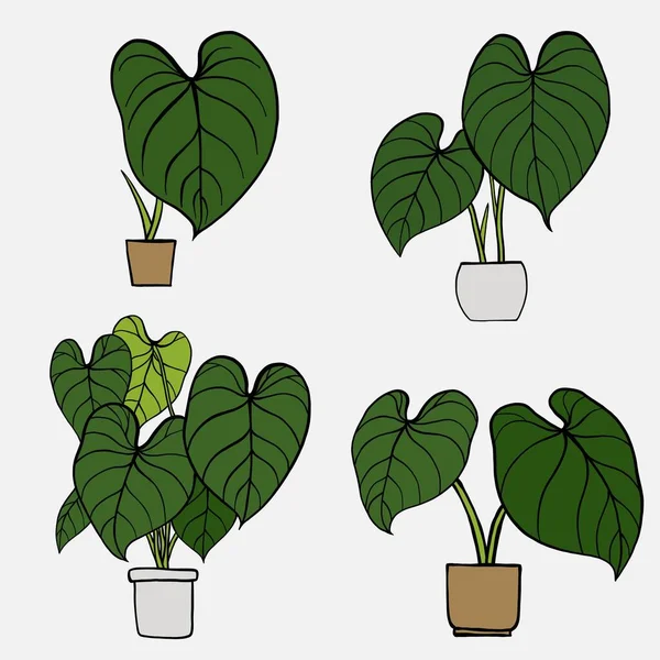 Egyszerűség Philodendron Gloriosum Szobanövény Egyszerűség Szabadkézi Rajz Lapos Design Gyűjtemény — Stock Vector