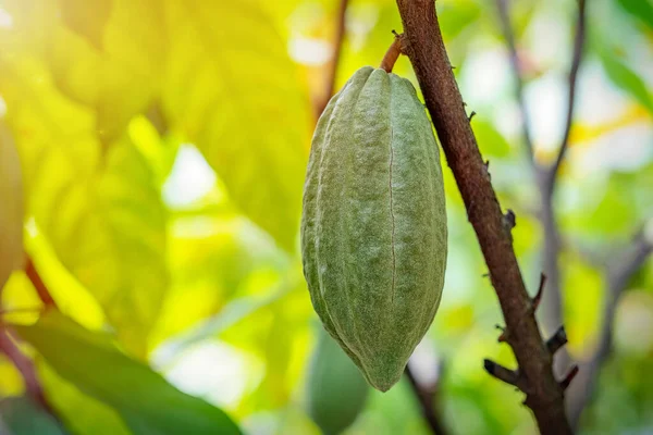 Buah Kakao Pada Pohon Kakao Pertanian Hutan Hujan Tropis — Stok Foto