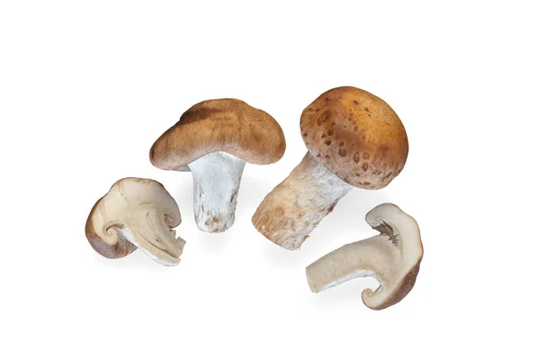 Shitake Mushroom Isolated White Background Healthy Plant Based Food Diet — Stock Photo, Image