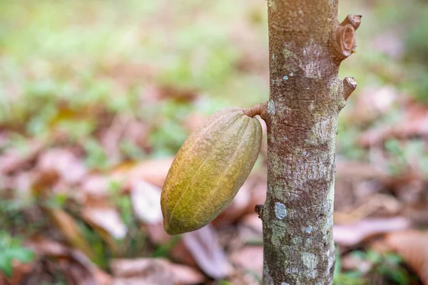 Buah Kakao Pada Pohon Kakao Pertanian Hutan Hujan Tropis — Stok Foto