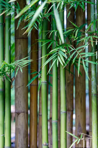 Japon tarzı bir kafenin iç tasarımı Kafe Tasarım İç Tasarım Dükkanı Konsepti