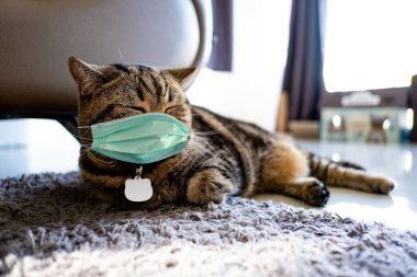 Kedi koruyucu tıbbi maske Hayvanlar için koruyucu yüz maskesi. COVID-19, Coronovirüs