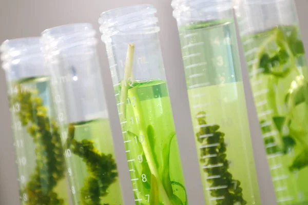 Research Biotech Science Scientists Developing Research Algae Bio Energy Biofuel —  Fotos de Stock