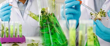 research scientist team working  research and Biotech science Photobioreactor in laboratory of algae fuel, biofuel sustainable biochemical