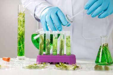 research scientist team working  research and Biotech science Photobioreactor in laboratory of algae fuel, biofuel sustainable biochemical clipart