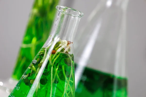 Investigación Ciencias Biotecnológicas Los Científicos Están Desarrollando Investigaciones Sobre Algas — Foto de Stock