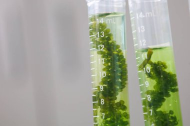 Araştırma ve biyoteknoloji bilimcileri yosunlar üzerinde araştırma yapıyorlar. Biyo-enerji, biyoyakıt, enerji araştırması