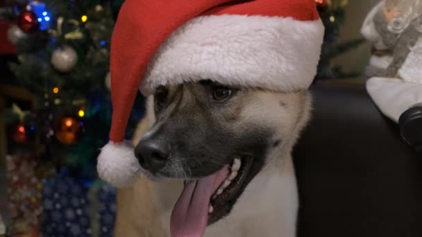 Portret zabawnego psa w kapeluszu Mikołaja — Wideo stockowe