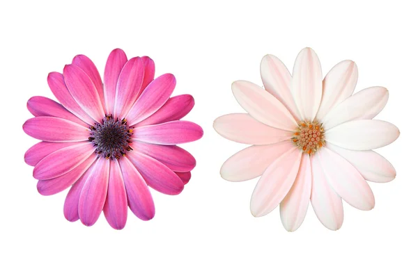 Pink and white daisy on white background — Stock Photo, Image