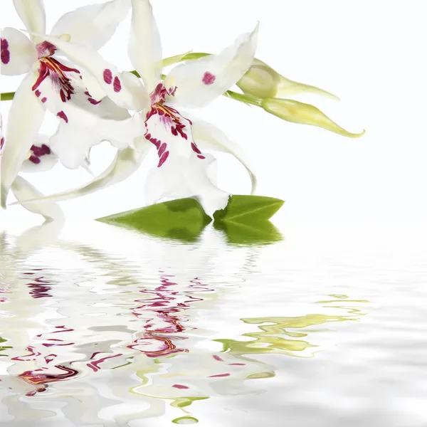 Inflorescência de orquídeas brancas com reflexão de água — Fotografia de Stock