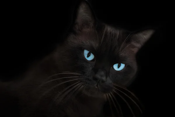 Mavi gözlü kahverengi-siyah kedi — Stok fotoğraf