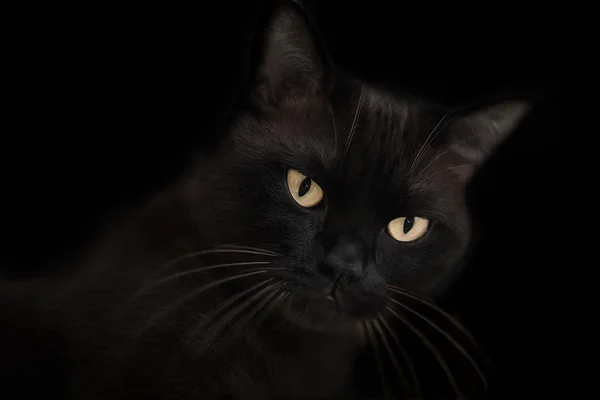 Kahverengi-siyah kedi gözlerive ile — Stok fotoğraf