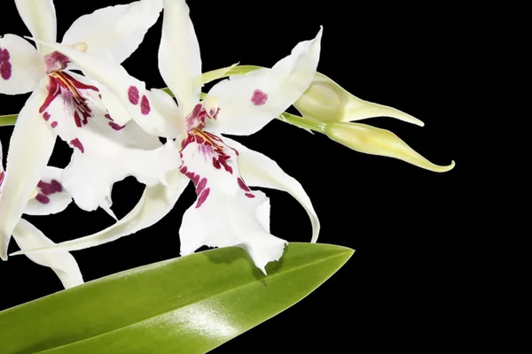 Close-up de orquídeas brancas isoladas — Fotografia de Stock