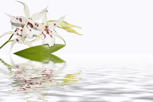 Inflorescencia de orquídeas blancas con reflejo de agua — Foto de Stock