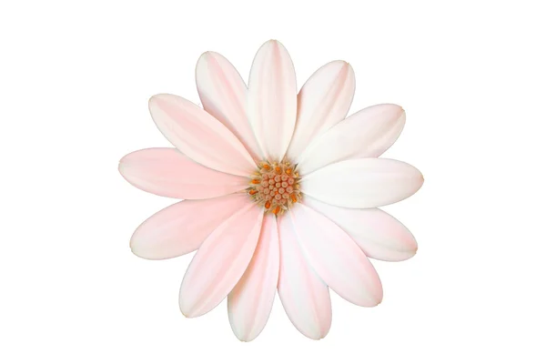 White daisy on white the background — Stock Photo, Image