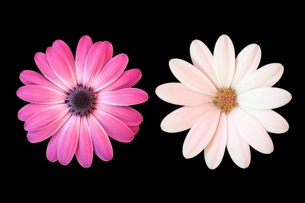 Pink and white daisy on black background — Stock Photo, Image