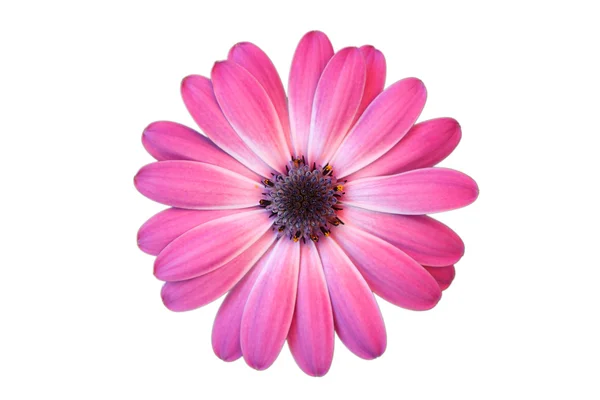 Daisy with white background — Stock Photo, Image