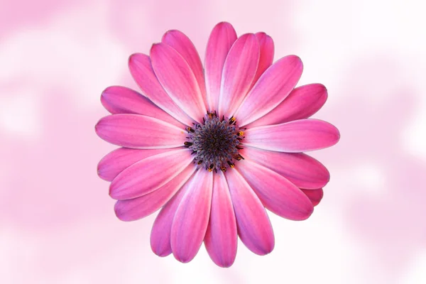 Daisy with diffuse pink background — Stock Photo, Image