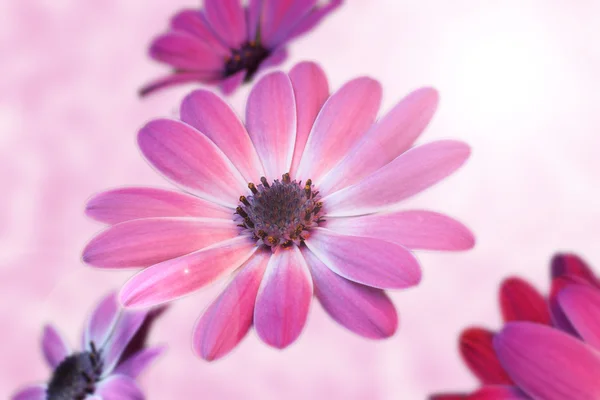 Daisies with subtle pink background — Stock Photo, Image