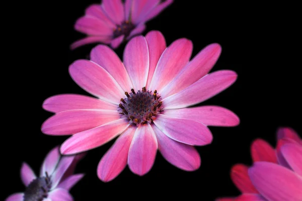 Siyah arkaplanda papatyalar