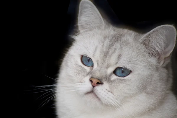 Mavi gözlü beyaz kedi.