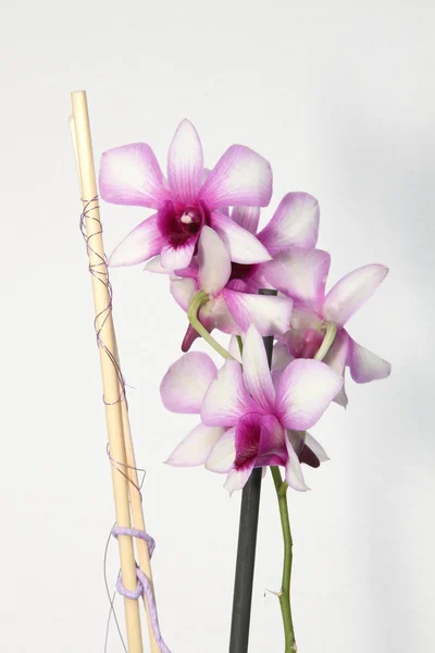 Dekorative Orchidee — Stockfoto