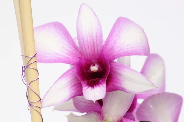 Zbliżenie: orchidea — Zdjęcie stockowe