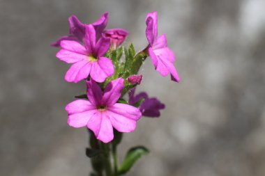 Küçük güzellikleri