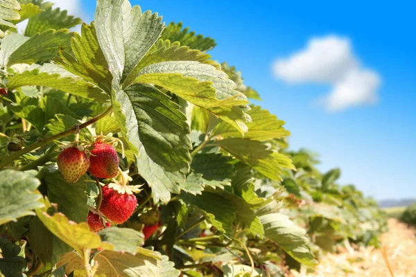 tatlı lezzet taze hasat