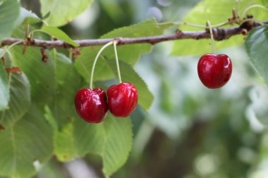 hasat taze kiraz