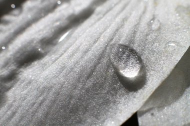 yağmur sonra Beyaz Zambak çiçeği