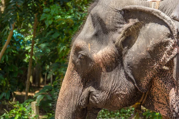 Visage d'éléphant — Photo