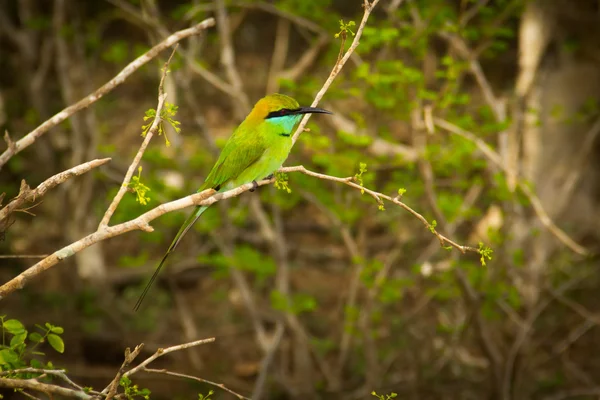 Grüner exotischer Vogel — Stockfoto