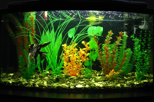 Aquarium — Stockfoto