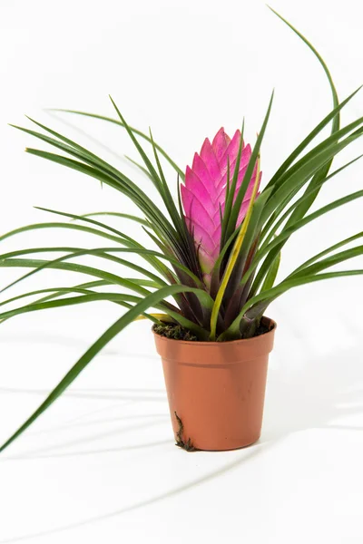 Bromelia roślina w doniczce — Zdjęcie stockowe