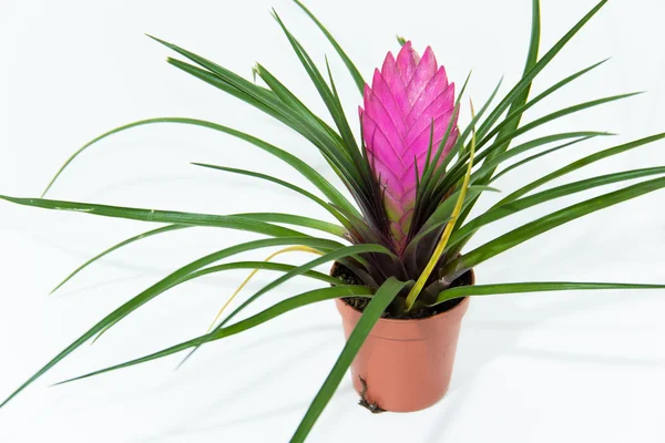 냄비에 Bromelia 공장 — 스톡 사진