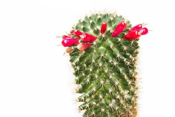 Kaktusfrucht — Stockfoto