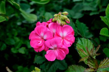 Yabani yeşil bitki arka planına sahip pembe sardunya çiçeği detayı.
