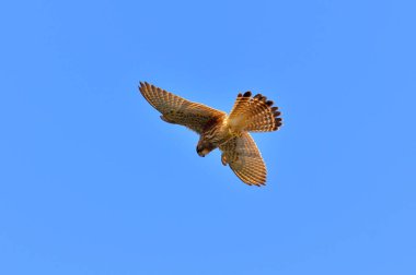 Kestrel in flight with blue sky.