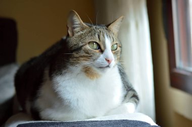 Big domestic cat lying on a blanket.