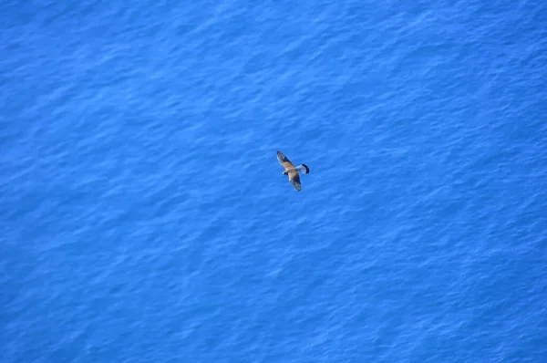 Kestrel Flying Sea Top View — Stock Photo, Image