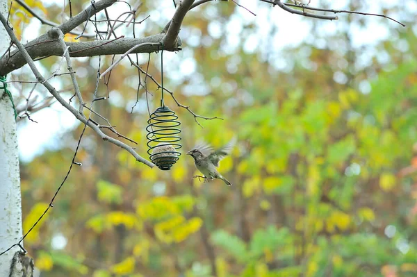Wild Bird Approaching Feeder Hanging Tree — Stock Photo, Image